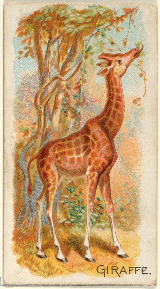 Giraffe, from the Quadrupeds series (N21) for Allen & Ginter Cigarettes MET DP835116