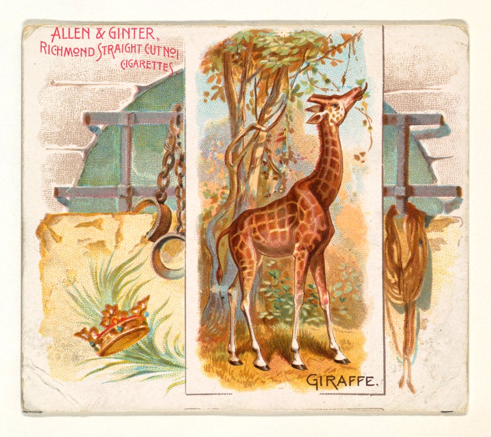 Giraffe, from Quadrupeds series (N41) for Allen & Ginter Cigarettes MET DP839208
