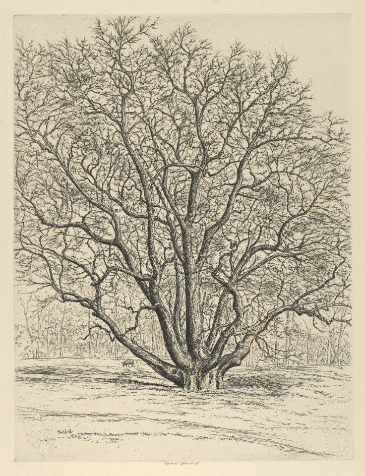 Giant Sycamore MET DP846197