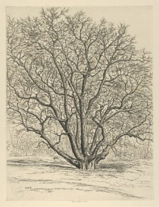 Giant Sycamore MET DP846197