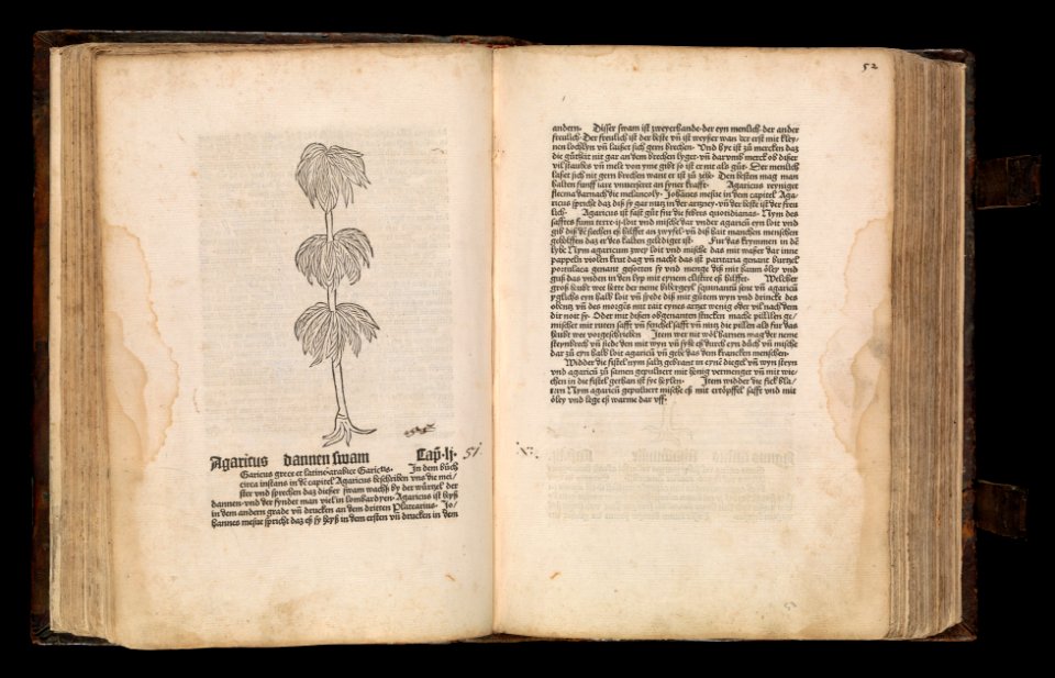 Gart der gesuntheit - Ortus sanitatis (Herbarius) MET DP358433