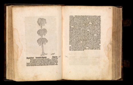 Gart der gesuntheit - Ortus sanitatis (Herbarius) MET DP358433