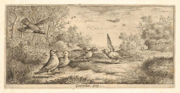 Garrulus, Gey (The Jay)- Livre d'Oyseaux (Book of Birds) MET DP857004