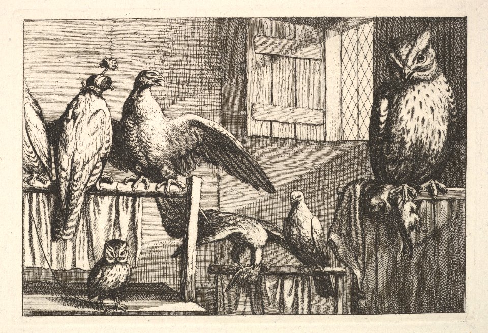 Hawks and owls MET DP823912