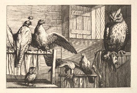 Hawks and owls MET DP823912