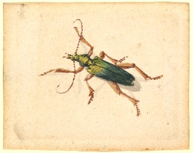Green Beetle with Brown Legs MET DP820076