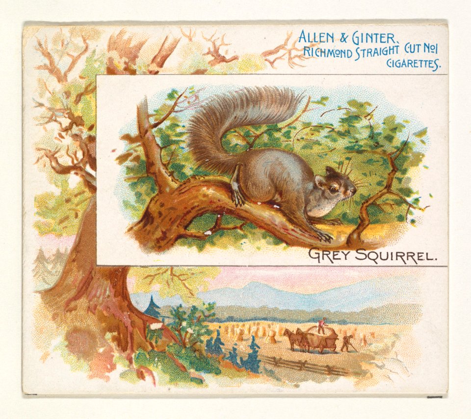 Grey Squirrel, from Quadrupeds series (N41) for Allen & Ginter Cigarettes MET DP839207