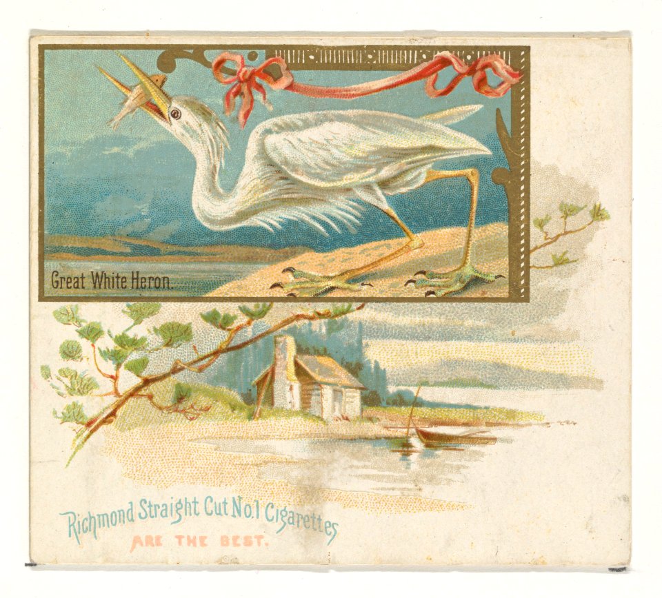 Great White Heron, from the Game Birds series (N40) for Allen & Ginter Cigarettes MET DP839152
