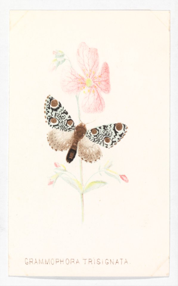 Grammophora Trisignata from The Butterflies and Moths of America Part 4 MET DP273524