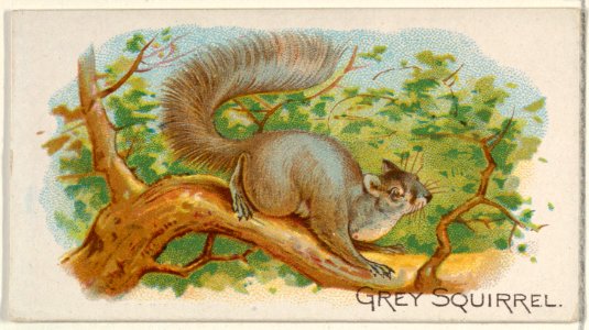 Grey Squirrel, from the Quadrupeds series (N21) for Allen & Ginter Cigarettes MET DP835115