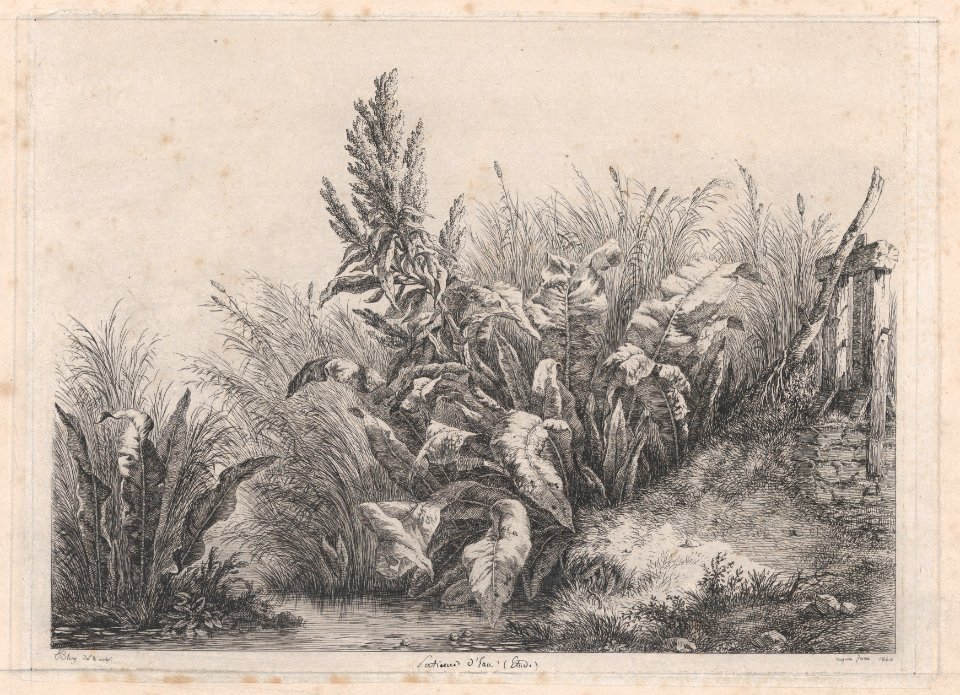 Great Water Dock Plant MET DP874289