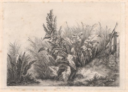 Great Water Dock Plant MET DP874289