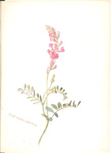 Hedysarum Pabulare MET DP808320