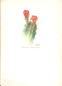 Hedgehog Cactus, Echinocereus polyacanthus MET DP808317