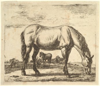Grazing Horse, from Different Animals MET DP828087