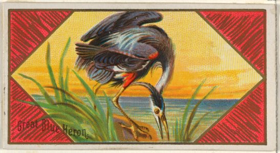 Great Blue Heron, from the Game Birds series (N13) for Allen & Ginter Cigarettes Brands MET DP834673