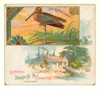 Great Marbled Godwit, from the Game Birds series (N40) for Allen & Ginter Cigarettes MET DP839151
