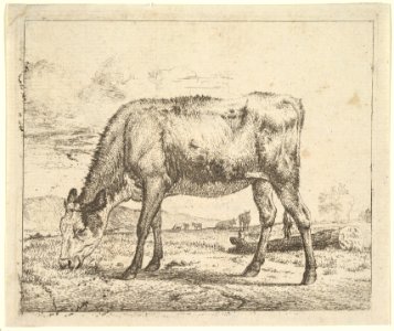 Grazing Calf, from Different Animals MET DP828088