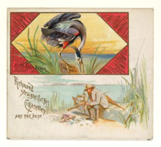 Great Blue Heron, from the Game Birds series (N40) for Allen & Ginter Cigarettes MET DP839150