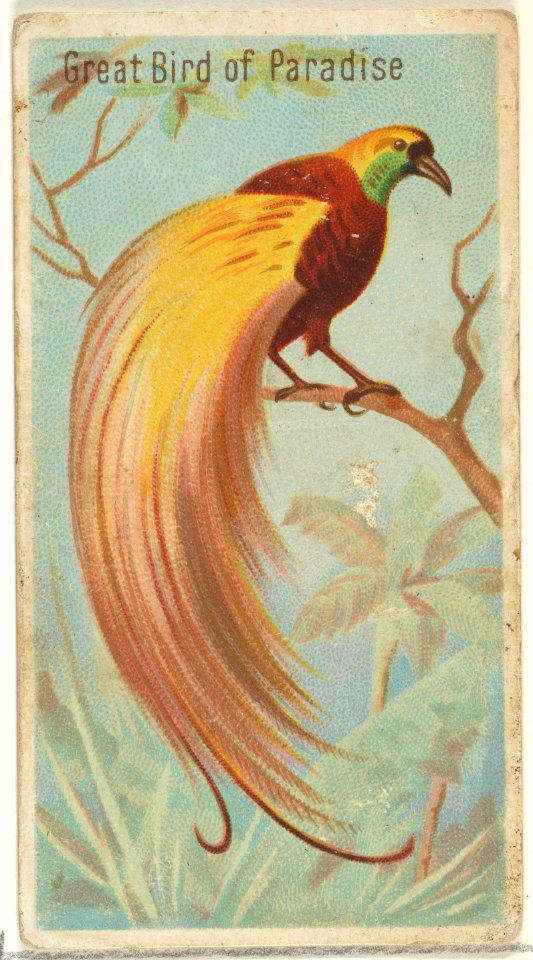 Great Bird of Paradise, from the Birds of the Tropics series (N5) for Allen & Ginter Cigarettes Brands MET DP829132