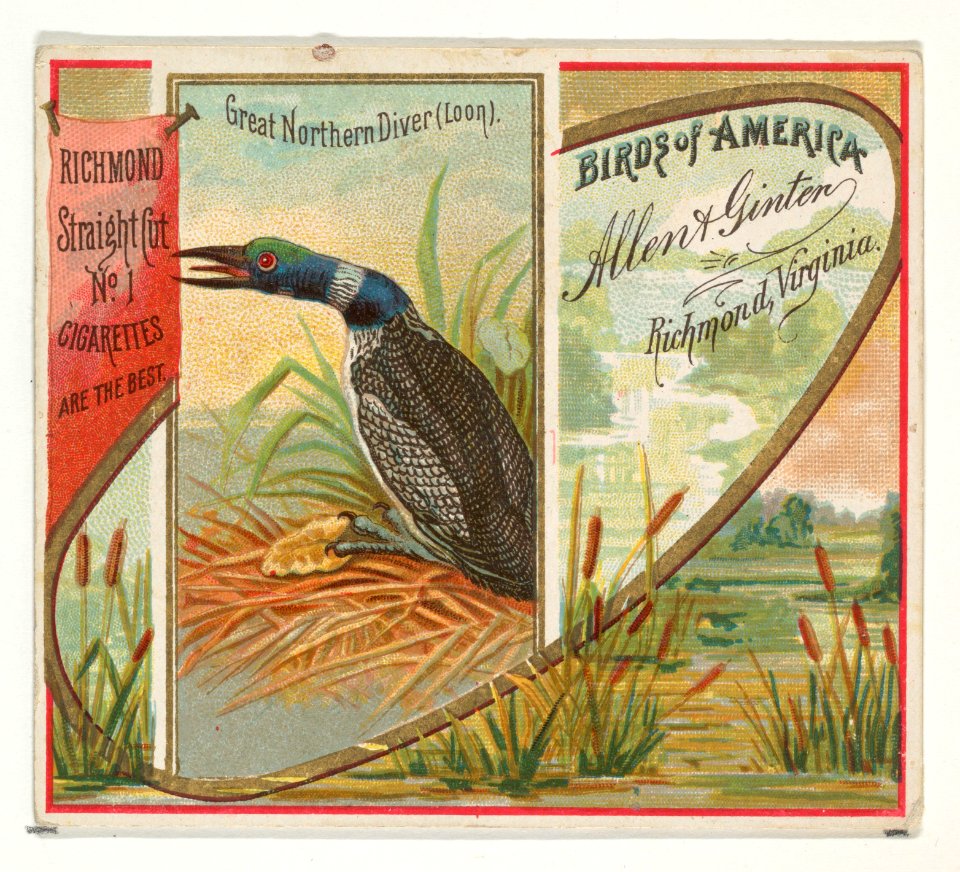 Great Northern Diver (Loon), from the Birds of America series (N37) for Allen & Ginter Cigarettes MET DP838979