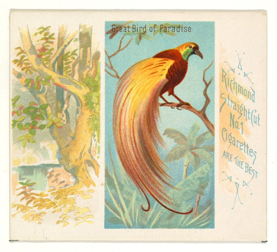 Great Bird of Paradise, from Birds of the Tropics series (N38) for Allen & Ginter Cigarettes MET DP839022