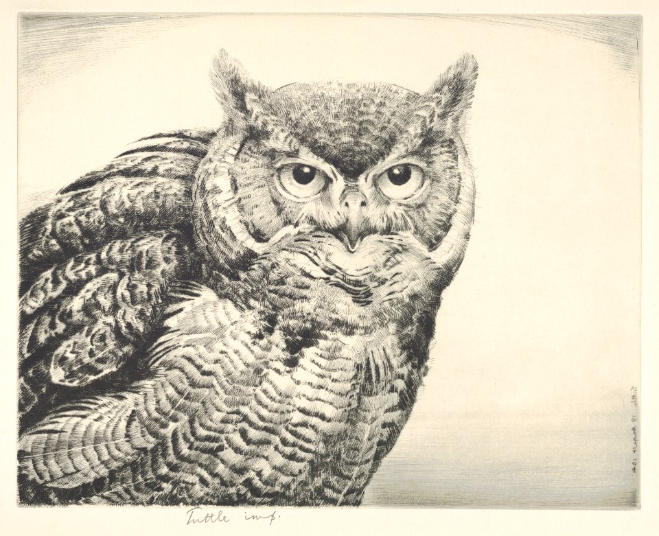 Great Horned Owl MET DP832899