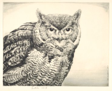 Great Horned Owl MET DP832899