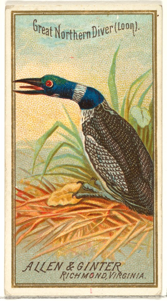 Great Northern Diver (Loon), from the Birds of America series (N4) for Allen & Ginter Cigarettes Brands MET DP828760