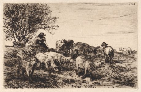 Herd of Sheep Met DP887206