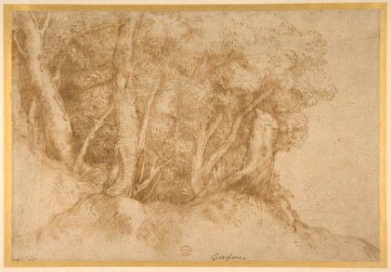 Group of Trees MET DP811863