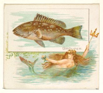 Grouper, from Fish from American Waters series (N39) for Allen & Ginter Cigarettes MET DP839094