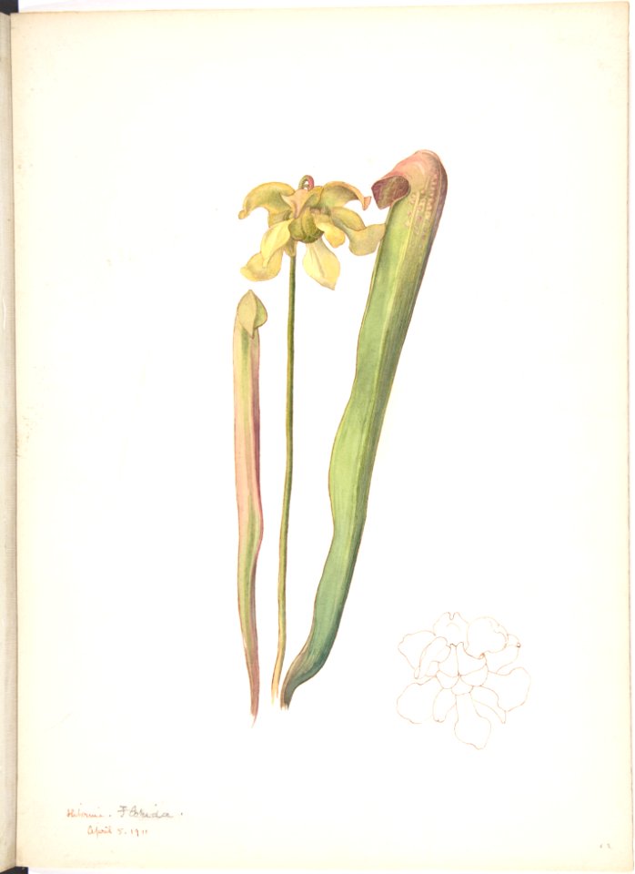 Green-gold Orchid MET DP808543