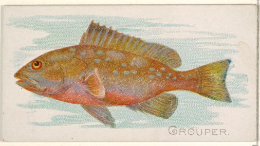Grouper, from the Fish from American Waters series (N8) for Allen & Ginter Cigarettes Brands MET DP830393