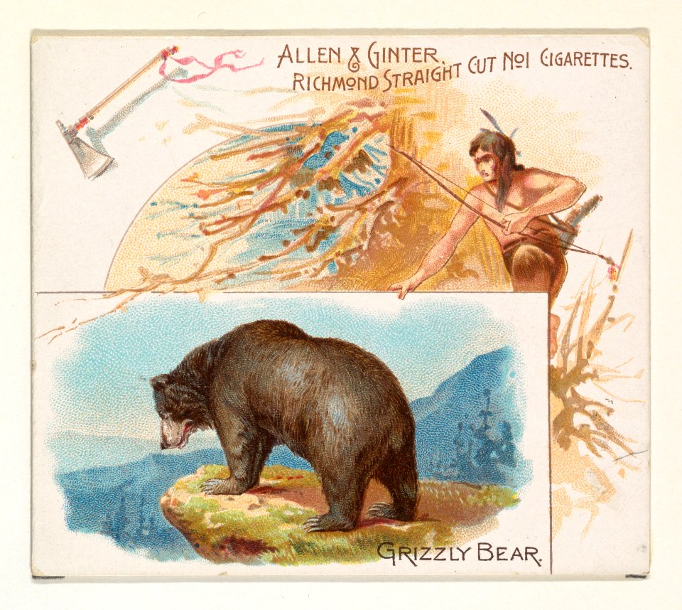 Grizzly Bear, from Quadrupeds series (N41) for Allen & Ginter Cigarettes MET DP839210