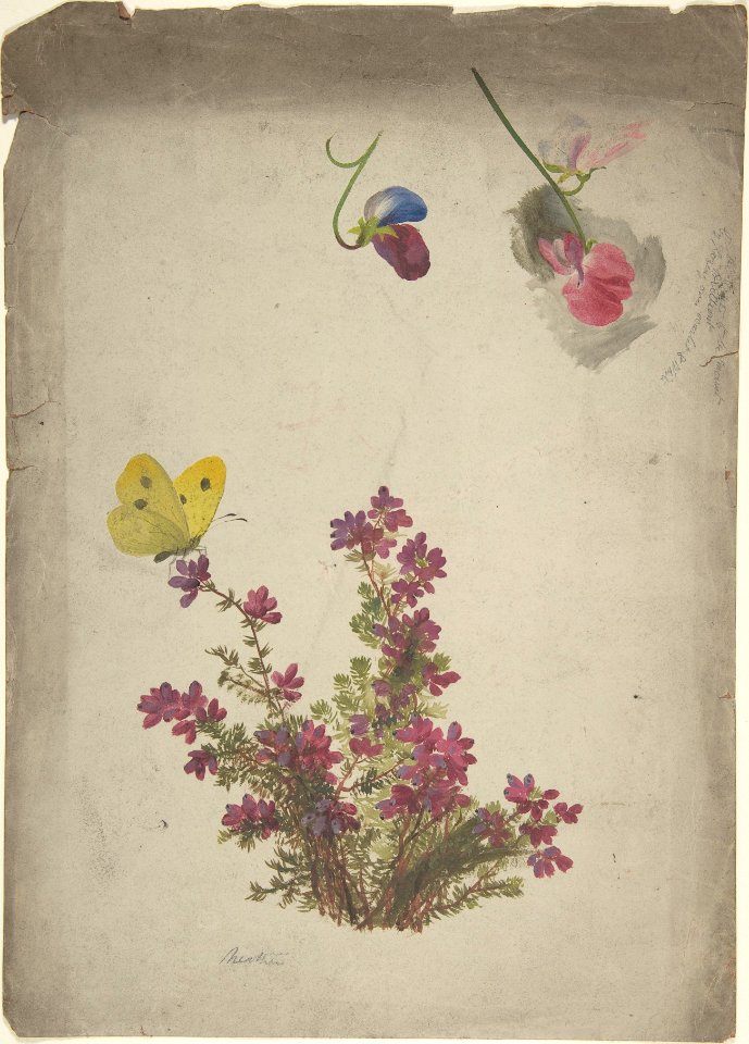 Heather, Sweet Peas and Butterfly MET DP806098