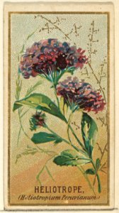 Heliotrope (Heliotropium Peruvianum), from the Flowers series for Old Judge Cigarettes MET DP822048