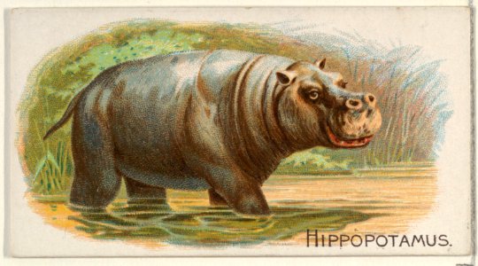 Hippopotamus, from the Quadrupeds series (N21) for Allen & Ginter Cigarettes MET DP835119