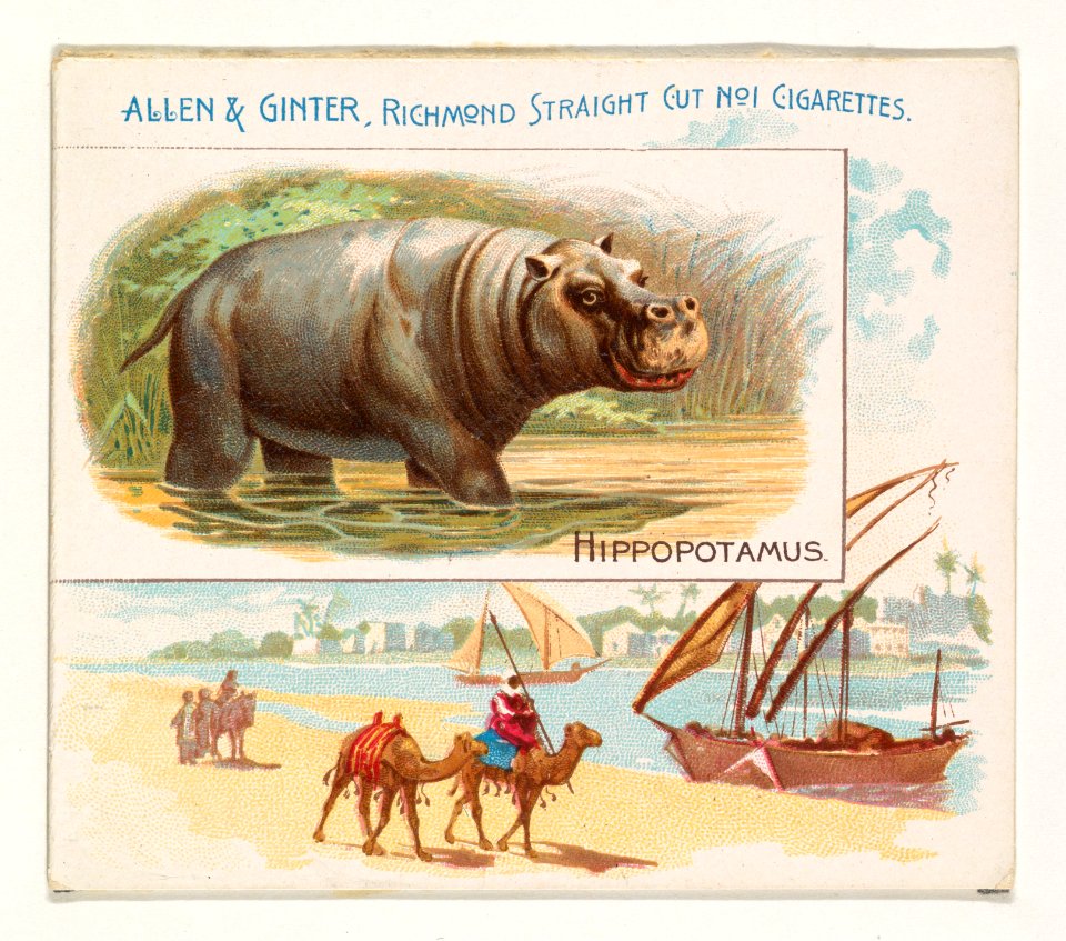 Hippopotamus, from Quadrupeds series (N41) for Allen & Ginter Cigarettes MET DP839211