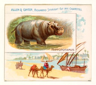 Hippopotamus, from Quadrupeds series (N41) for Allen & Ginter Cigarettes MET DP839211