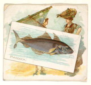 Haddock, from Fish from American Waters series (N39) for Allen & Ginter Cigarettes MET DP839095