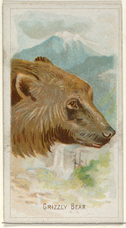 Grizzly Bear, from the Wild Animals of the World series (N25) for Allen & Ginter Cigarettes MET DP836485
