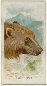 Grizzly Bear, from the Wild Animals of the World series (N25) for Allen & Ginter Cigarettes MET DP836485