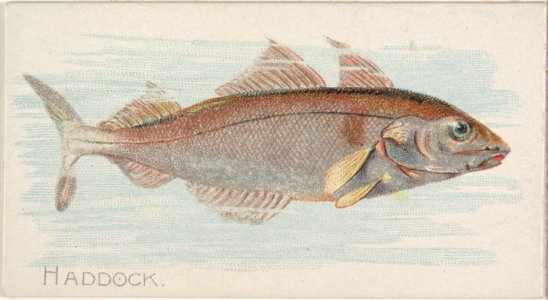 Haddock, from the Fish from American Waters series (N8) for Allen & Ginter Cigarettes Brands MET DP830394