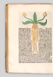 Herbarius - Gart der gesuntheit - Hortus sanitatis MET DP327846