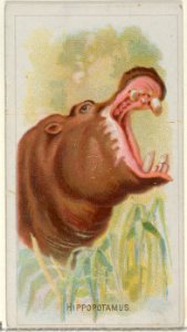 Hippopotamus, from the Wild Animals of the World series (N25) for Allen & Ginter Cigarettes MET DP836489