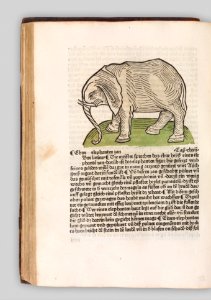 Herbarius - Gart der gesuntheit - Hortus sanitatis MET DP327845