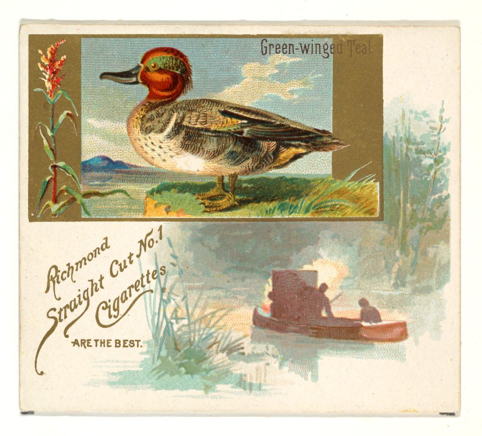 Green-winged Teal, from the Game Birds series (N40) for Allen & Ginter Cigarettes MET DP839153