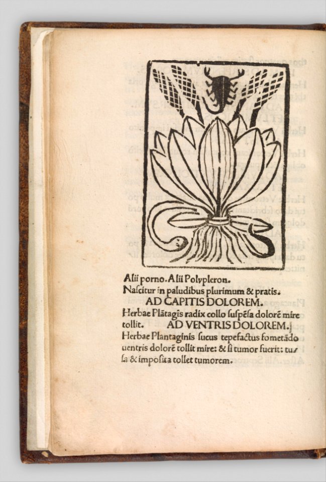 Herbarium MET DP327889