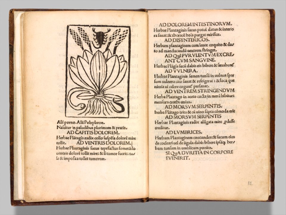 Herbarium MET DP357300